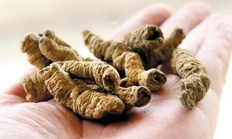 Ba kích, vị thuốc Nam có tác dụng thế nào với đàn ông?