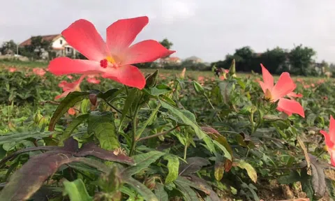 Huyện A Lưới tập trung phát triển cây dược liệu theo chuỗi giá trị