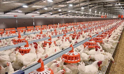 Phát triển bền vững để nâng cao giá trị sản phẩm ngành chăn nuôi