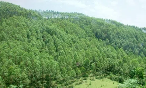 Tuyên Quang thúc đẩy phát triển kinh tế rừng bền vững