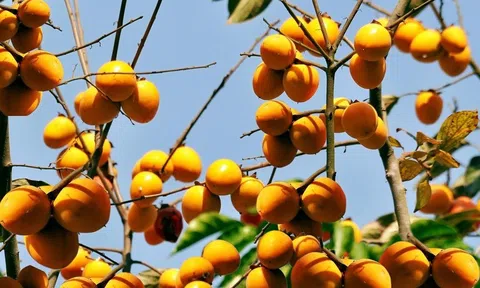 Làm giàu từ quả hồng vành khuyên
