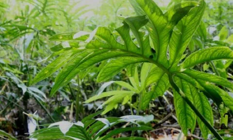 Dược liệu trồng tự phát, chưa thể xác định được đầu ra