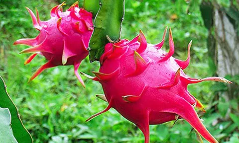 Giảm phát thải để xây dựng ngành hàng thanh long bền vững