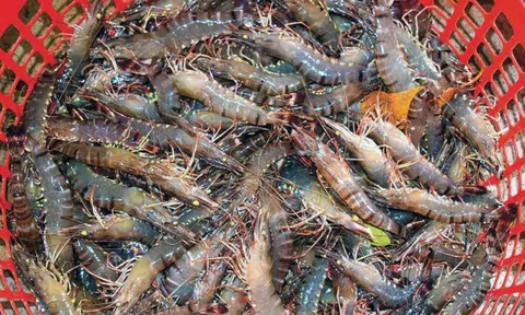 Nâng tầm tôm Việt thông qua Festival tôm Cà Mau