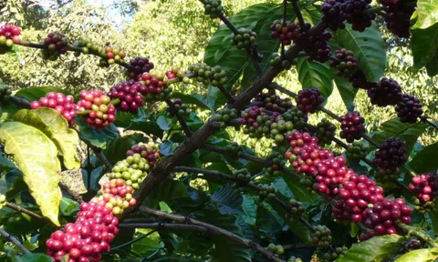 Xuất khẩu cà phê giảm mạnh nhưng giá tăng cao trong tháng 9