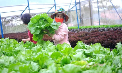 Sắp tôn vinh nông dân xuất sắc năm 2023