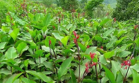 Trồng cây dong riềng thế nào để mang lại hiệu quả kinh tế cao?