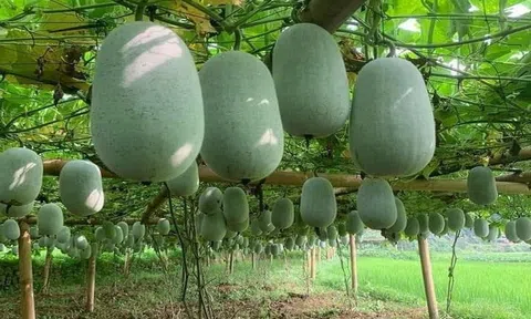 Biến vùng trồng bí xanh thành mô hình du lịch trải nghiệm