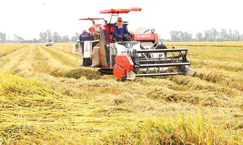 Dự báo xuất khẩu gạo năm 2023 của Việt Nam sẽ lập kỷ lục mới