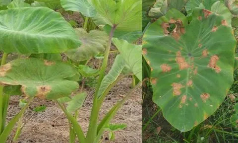 Bệnh cháy lá khoai môn nguyên nhân do đâu