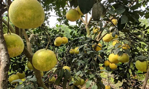 Hương Khê thu 590 tỷ đồng từ bưởi Phúc Trạch