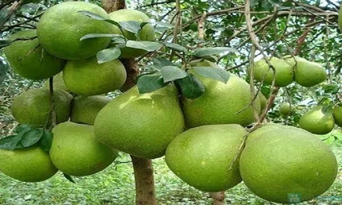 New Zealand xem xét nới lỏng kiểm dịch với một số loại trái cây Việt Nam