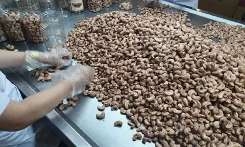 Một số thị trường cảnh báo chất lượng hạt điều của Việt Nam