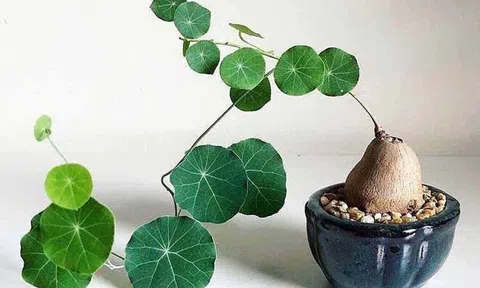 Cây Bình vôi: Chìa khóa vàng cho sức khỏe