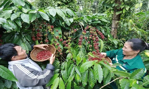 Nhu cầu tăng đẩy giá cà phê xuất khẩu tăng gần 10%