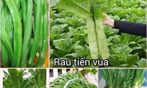 Công dụng của rau tiến vua lừng danh