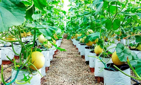 Hợp tác xã nông nghiệp còn gặp nhiều khó khăn trong tiếp cận vốn vay