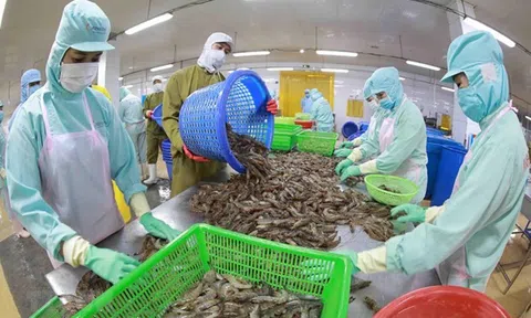 Xuất khẩu tôm nhận tín hiệu tích cực từ nhiều thị trường