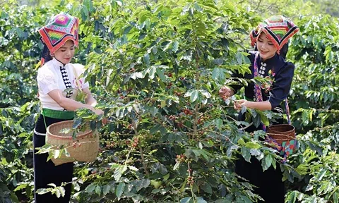 Để hương vị núi rừng Tây Bắc vươn xa