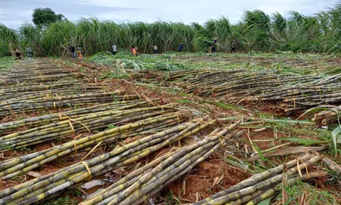 Ngành mía đường có dấu hiệu hồi phục sau một thời gian dài ảm đạm
