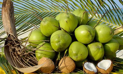 Dừa Bến Tre đã có mặt trên thị trường hơn 90 quốc gia và vùng lãnh thổ