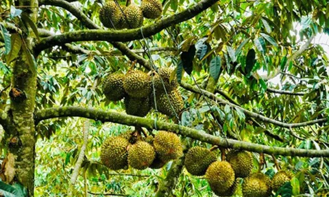 Diện tích sầu riêng vẫn tăng trưởng cao