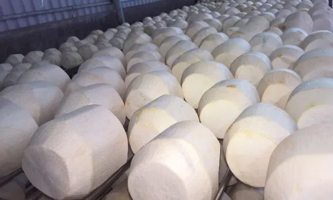Ngành dừa đặt mục tiêu trở thành mặt hàng xuất khẩu mũi nhọn