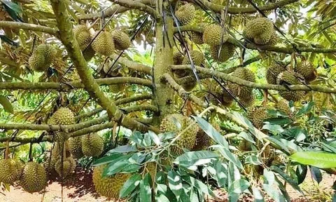 Ban hành quy trình kỹ thuật về việc thu hoạch sầu riêng