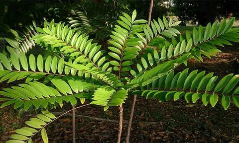 Cây mật nhân có tác dụng gì?