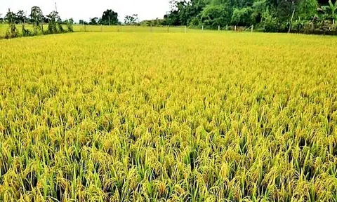 Điện Biên: Mô hình “Cánh đồng một giống và nhân rộng lúa cấy bằng máy”