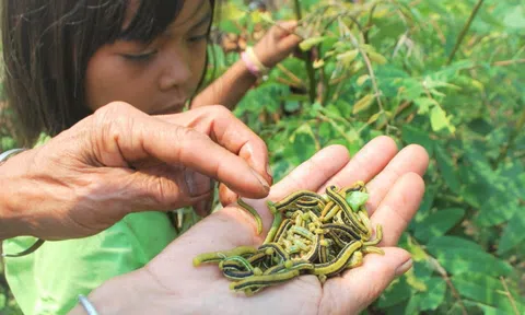 Sâu muồng: Món ngon đặc trưng miền sơn cước