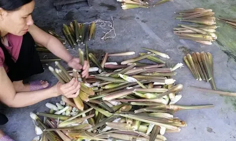 Triển vọng từ mô hình trồng cây niễng