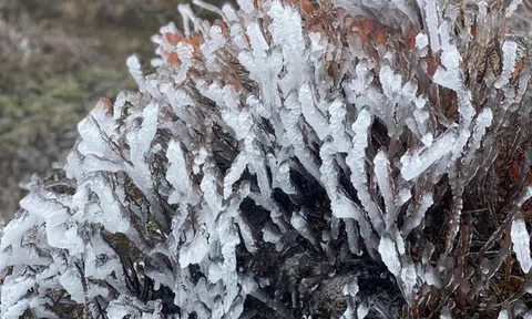 Rét đậm, rét hại diện rộng có khả năng kéo dài đến 25/12