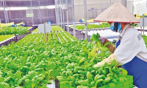 Luật Hợp tác xã năm 2023 kỳ vọng tạo động lực phát triển kinh tế hợp tác