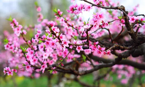 Hà Nội: Lễ hội hoa đào, quất cảnh Xuân Giáp Thìn 2024 tổ chức tại phố Trịnh Công Sơn từ 26/1