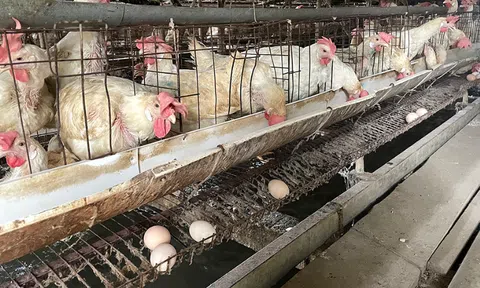 Hội nghề nghiệp, Tổ hợp tác hay Hợp tác xã là một giải pháp phát triển chăn nuôi nông hộ