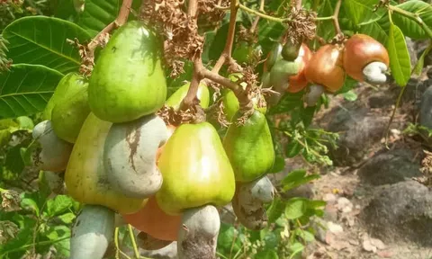 Ngành điều Việt Nam còn nhiều dư địa tăng trưởng xuất khẩu trong năm 2024