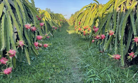 Thúc đẩy việc trồng thanh long bền vững ở Bình Thuận