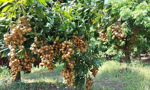 Xuất khẩu trái nhãn đạt hơn 14 triệu USD trong năm 2023