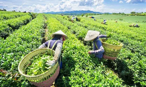 Nhiều tín hiệu tích cực về xuất khẩu chè trong đầu năm 2024