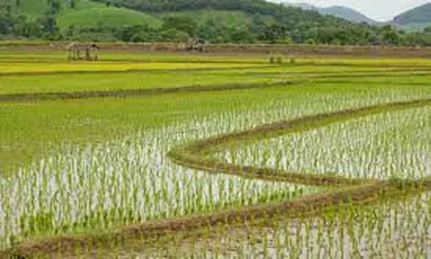 Sản xuất nông, lâm nghiệp và thủy sản tiếp tục tăng trưởng ổn định