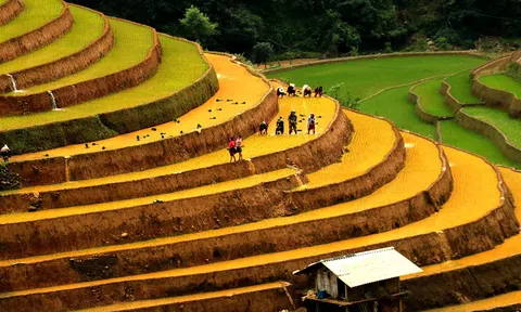 Xác lập vai trò nông hộ nhỏ trong sự phát triển bền vững “tam nông”