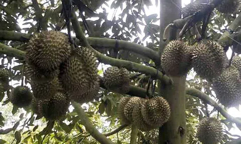 Đánh thức tiềm năng kinh tế vườn nâng chất nông sản xuất khẩu