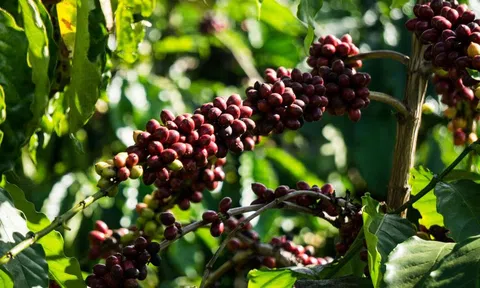 Phát triển cà phê chất lượng cao tăng sức cạnh tranh trên thị trường thế giới