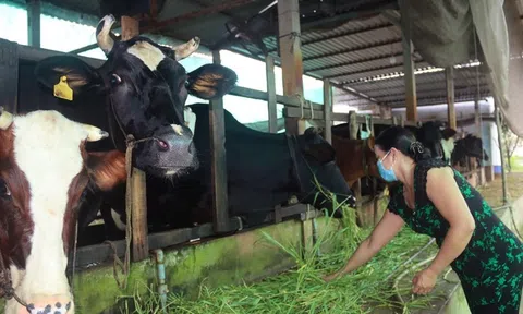 Hội Chăn nuôi Việt Nam lên tiếng việc đưa các cơ sở chăn nuôi vào Danh mục phải kiểm kê khí nhà kính là chưa phù hợp, thiếu khả thi