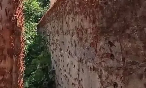 Lạng Sơn: Châu chấu tre lưng vàng bùng phát gây hại cây trồng