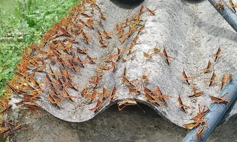 Châu chấu tre lưng vàng bùng phát: ngành nông nghiệp lên phương án phòng chống