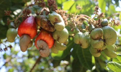 Nắng hạn nông dân trồng điều thất thu nặng