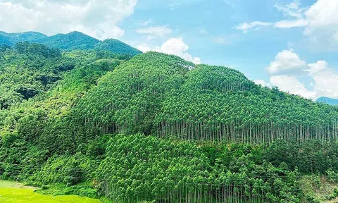 Việt Nam nhiều tiềm năng phát triển thị trường tín chỉ carbon