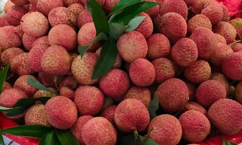 Hơn 1 triệu đồng 5kg, vải trứng Hưng Yên vẫn "cháy hàng"